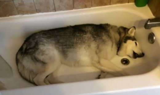 Αυτός ο σκύλος δεν ξεκολλάει από την μπανιέρα