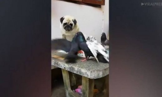 Και όμως! Αυτό το σκυλί δεν ενοχλείται από τα πουλιά!