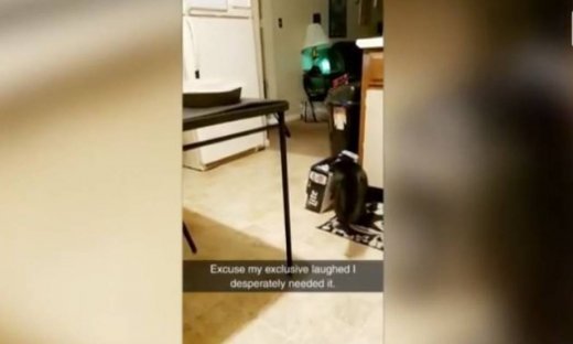 Η γάτα ήταν περίεργη και το… «πλήρωσε»!