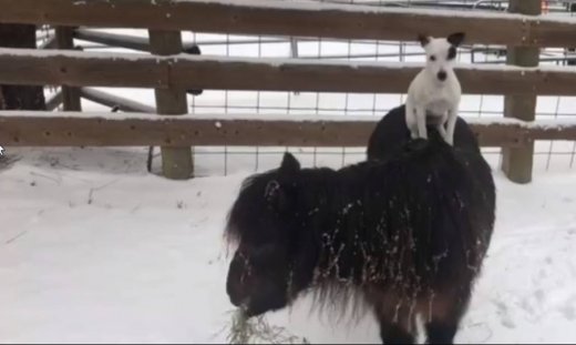 Δεν φαντάζεστε τι κάνει ένα Τζακ Ράσελ στο Πόνυ