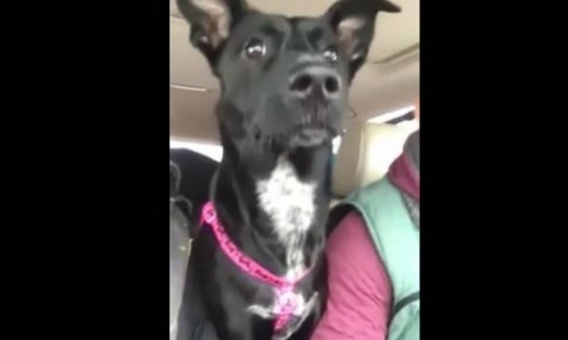 Απίστευτο! Δείτε πώς κάνει αυτός ο σκύλος μέχρι να φτάσει στον προορισμό του