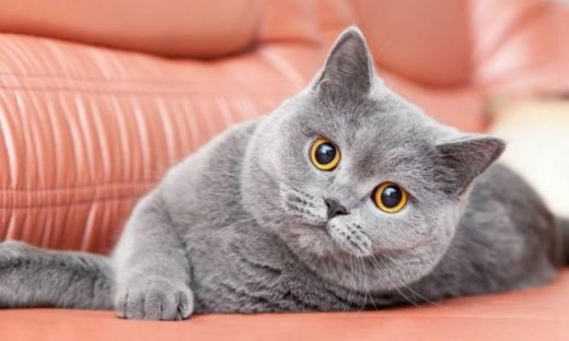 Οι 10+1 πιο ακριβές γάτες σε όλο τον πλανήτη