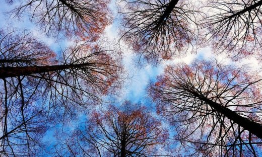 Η καταιγίδα αποκάλυψε το σοκαριστικό μυστικό - Τα «έχασαν» όταν πήγαν να κόψουν το δέντρο (pics)