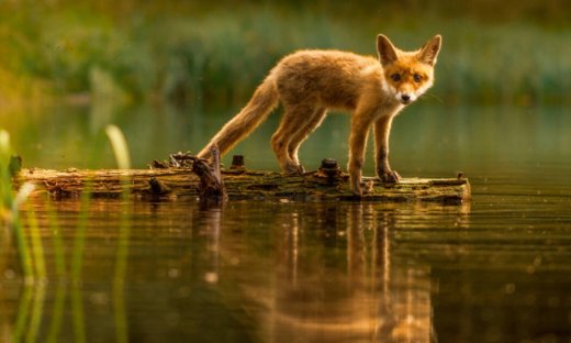 Είδες στο όνειρό σου αλεπού; Μάθε τι σημαίνει αυτό για σένα
