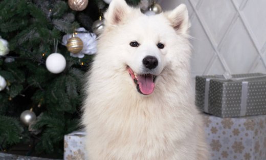 Σήμερα 25/12: Χριστούγεννα γεμάτα κέφι και χαρά