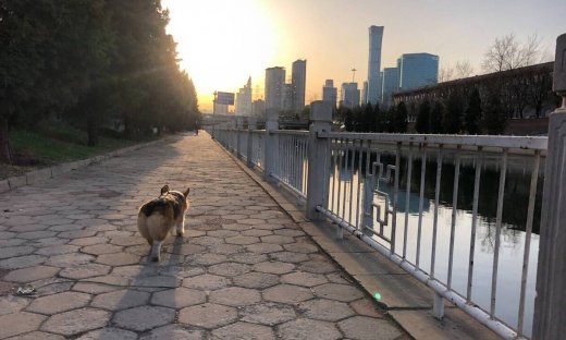 Κορονοϊός: Ανατροπή - «Έτσι μεταδόθηκε ο φονικός ιός στον άνθρωπο»