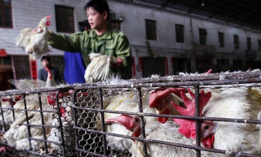 Κορονοϊός: Άνοιξε η μεγαλύτερη υπαίθρια αγορά στην Ουχάν - Δείτε τι... ζωντανό πουλάει (pics)