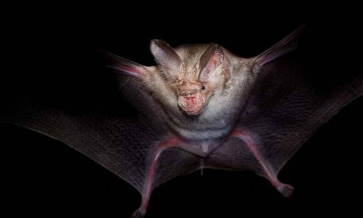 Κορονοϊός: 7 νέα είδη του ιού βρέθηκαν σε νυχτερίδες στην Αφρική