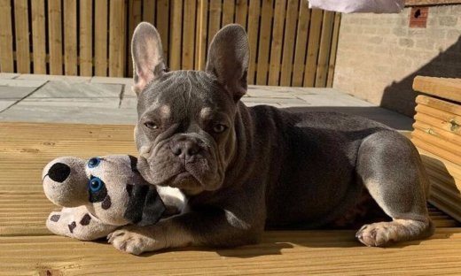 Ο σκύλος τη ρεζίλεψε σε όλη τη γειτονιά – Βρήκε τον δονητή της και τον έκανε βόλτες!