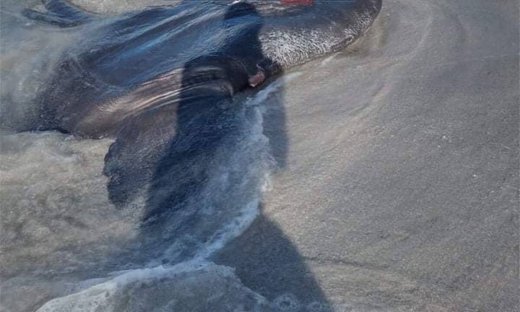 Έπαθαν πλάκα στη Μήλο: Το απόκοσμο ψάρι που ξεβράστηκε στην ακτή