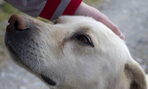 Οι σκύλοι ανιχνεύουν τον κορονοϊό πιο γρήγορα από ένα rapid τεστ - μελέτη