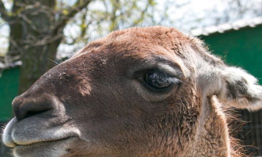 Τα νανοσώματα λάμα θα μπορούσαν να χρησιμοποιηθούν για την ανάπτυξη θεραπείας COVID-19 - μελέτη