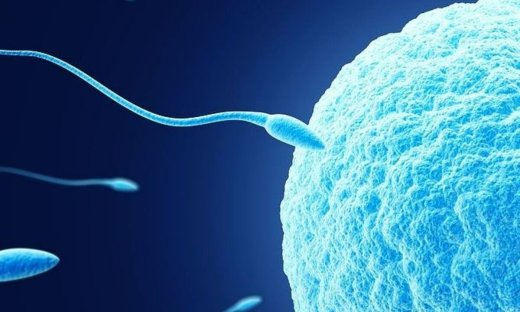 Γιατί τα ωάρια μπορούν να ζήσουν για μισό αιώνα και να γονιμοποιηθούν; - μελέτη