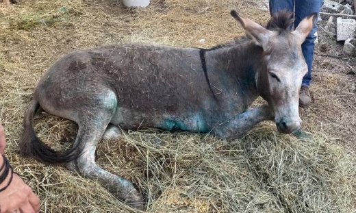 Ιωάννινα: Δυσάρεστα νέα για το κακοποιημένο γαϊδουράκι – Οδηγείται σε ευθανασία - Newsbomb.gr