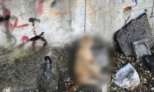 Κτηνωδία στη Δράμα: Κρέμασαν γάτα από τον λαιμό