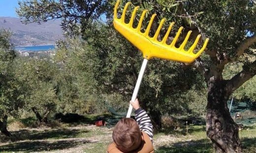 Κρήτη: Ένας κτηνοτρόφος δυο ετών μαζεύει ελιές και αρμέγει πρόβατα