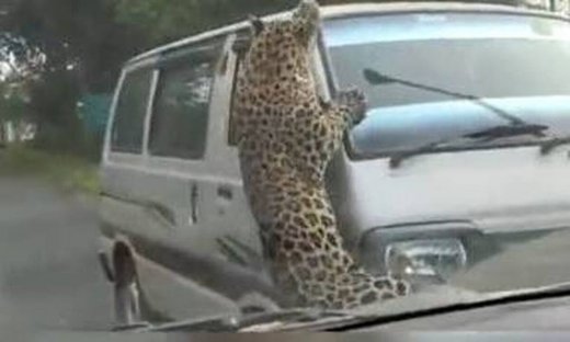 Iνδία: Λεοπάρδαλη επιτέθηκε σε πανεπιστημιούπολη – 15 τραυματίες (vid)