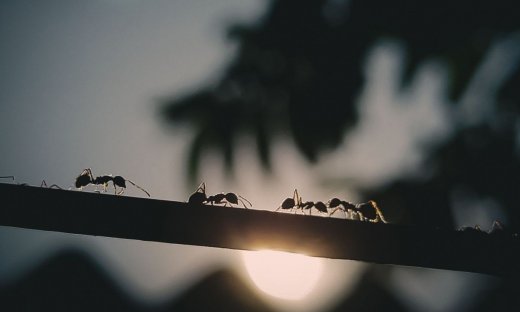 8 φυσικοί τρόποι για να μην σε επισκεφτούν ποτέ ξανά τα μυρμήγκια σπίτι σου