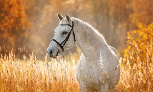 Διάβασε ΔΩΡΕΑΝ την προσωπική σου πρόβλεψη, για σήμερα 02/09/2023