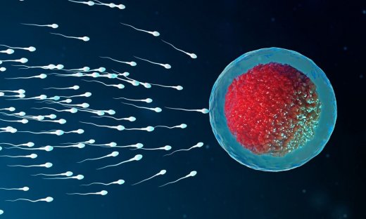 Μικροβίωμα σπέρματος: Πώς επηρεάζει την ανδρική γονιμότητα