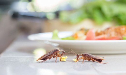 Γιατί δεν πρέπει να πατάτε τις κατσαρίδες