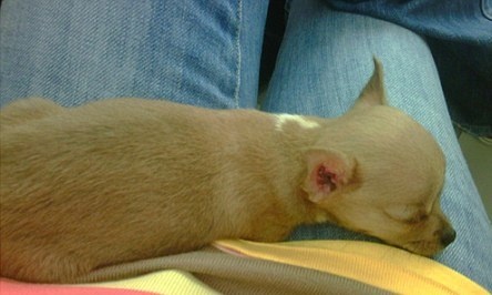 Η φάρμα των ζώων, της Paris Hilton