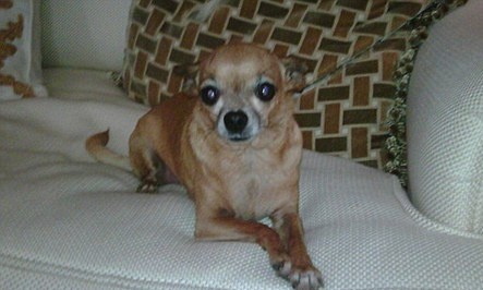 Η φάρμα των ζώων, της Paris Hilton