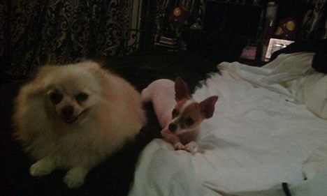 Η φάρμα των ζώων, της Paris Hilton