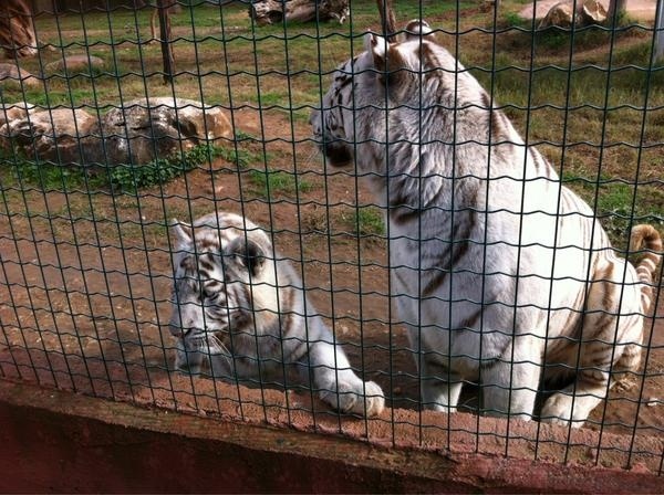 Όταν ο Νίκος Αναδιώτης επισκέφτηκε το Αττικό ζωολογικό πάρκο!