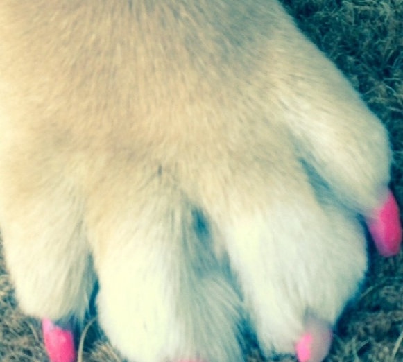 Απίστευτο: Έβαψε τα νύχια του σκύλου της κόκκινα!