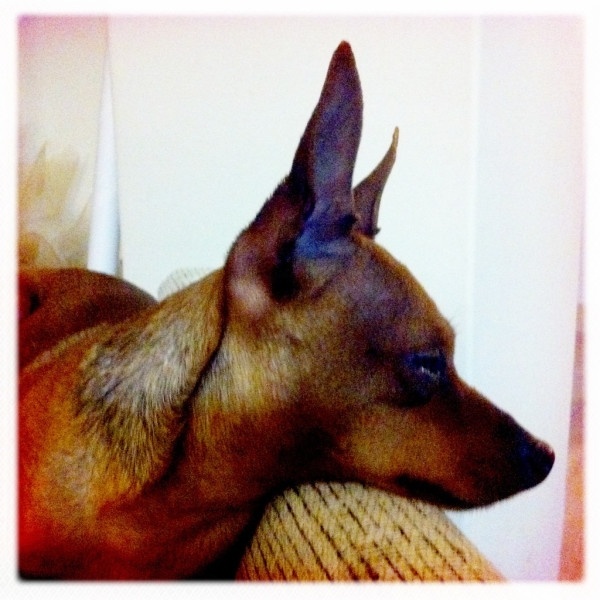 Η Τάμτα βρήκε τον σκύλο της