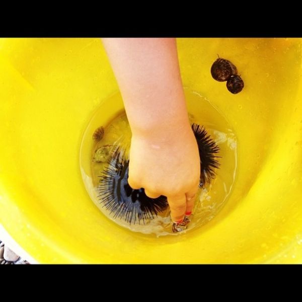 Γνωστή ηθοποιός κάνει βουτιές και βγάζει αχινούς! (φωτό)