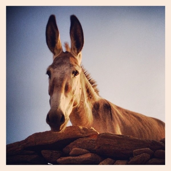 Νίκος Αλιάγας: Το φωτογραφικό album των διακοπών του στην Ελλάδα 