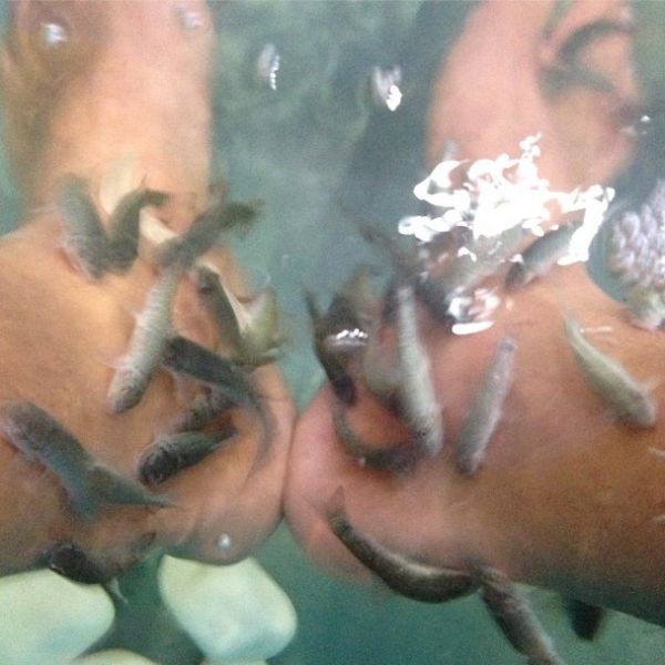 Διοικητικό στέλεχος μεγάλου καναλιού κάνει fish spa!