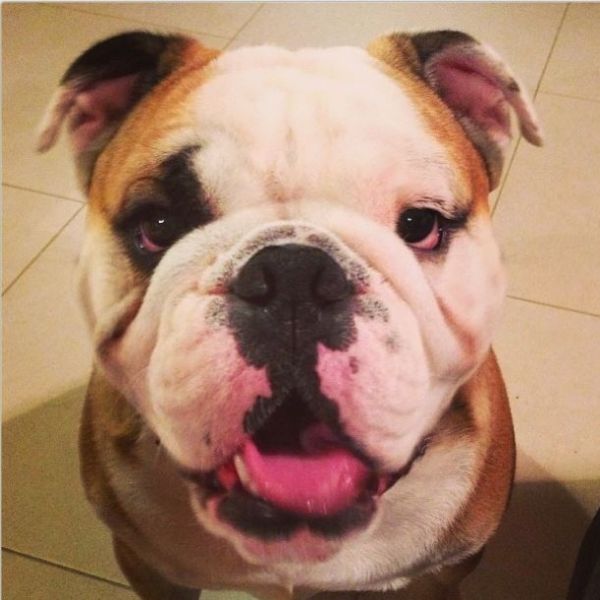 Δείτε τον «γλυκούλη» της Δούκισσας Νομικού