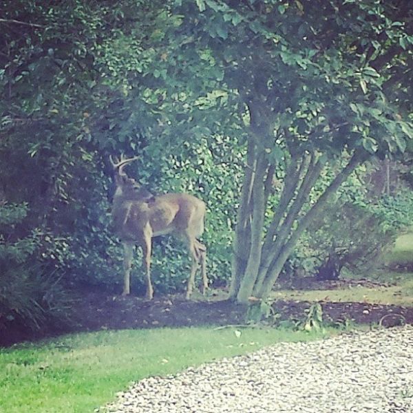 Τι είδε η Καλομοίρα στην αυλή της και έμεινε με το «στόμα ανοιχτό»