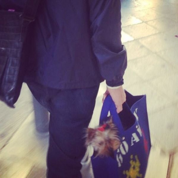 Έβαλε το σκυλάκι του μέσα σε τσάντα και πήγε βόλτα