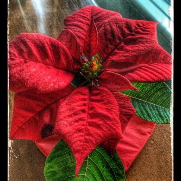 Κατερίνα Καινούργιου: Χριστούγεννα στο Λονδίνο