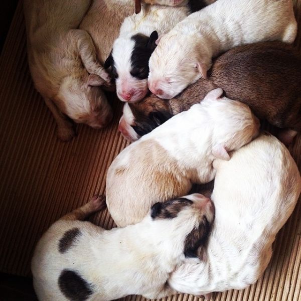 Γέννησε η σκυλίτσα της και χαρίζει κουταβάκια η παρουσιάστρια