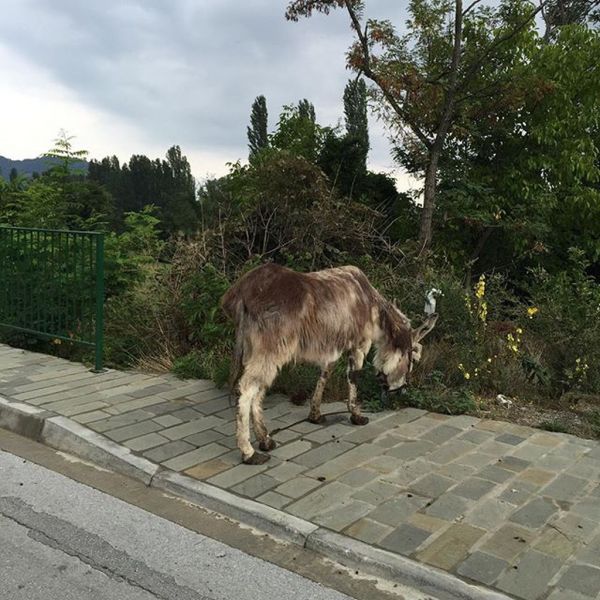 Ασλανίδου: Το ταξίδι της στην Καστοριά και η συνάντησή της με την…
