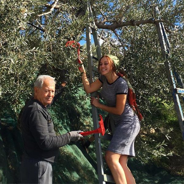 Παρουσιάστρια της πρωινής ζώνης μαζεύει ελιές με τον παππού της