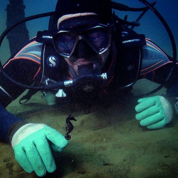 Face to face με έναν ιππόκαμπο! 