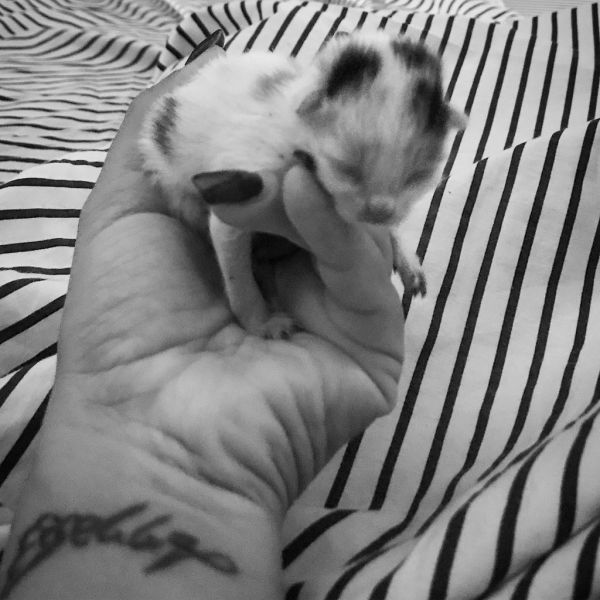 Η Κλέλια Πανταζή βρήκε το… γατάκι της