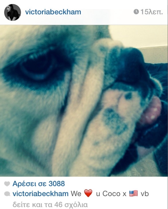 Απίστευτο: Έβαψε τα νύχια του σκύλου της κόκκινα!