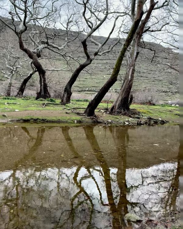 Ελένη Μενεγάκη