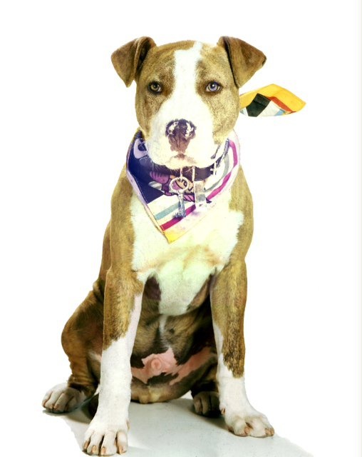 Aπαρηγόρητος ο Ηλίας Μιχαλόλιας για τον χαμό του σκύλου του