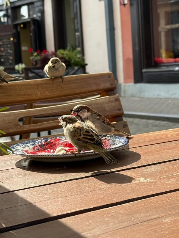 Ταμίλα Κουλίεβα