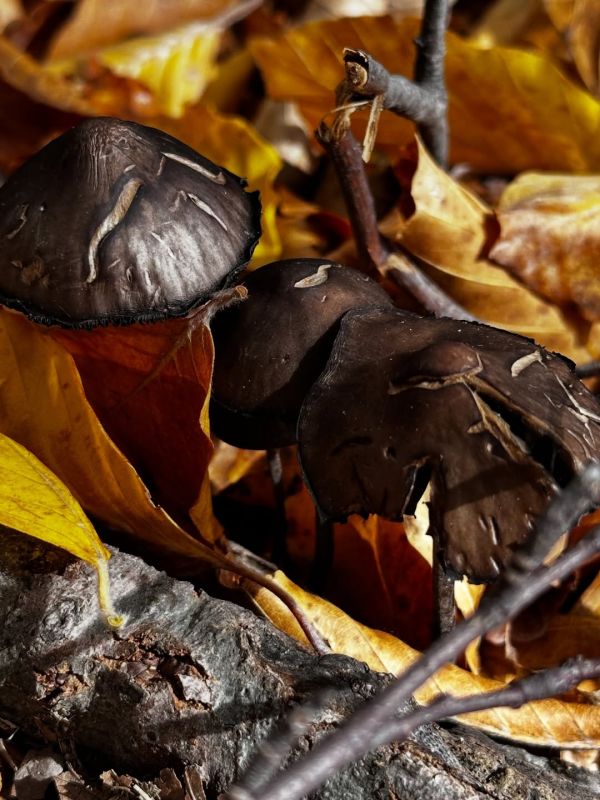 Πάνος Ιωαννίδης