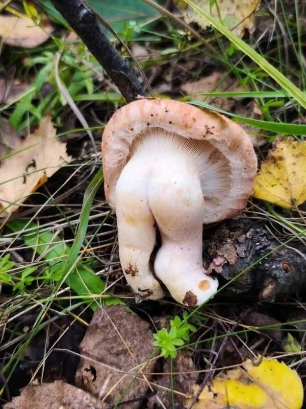 Πάνος Ιωαννίδης