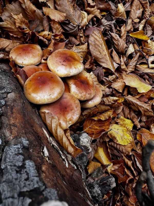 Πάνος Ιωαννίδης